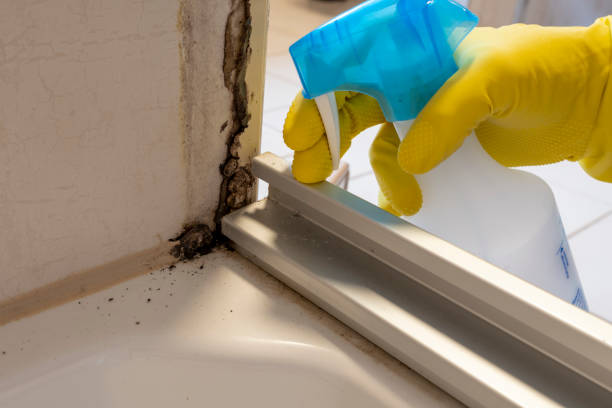 Best Industrial Mold Remediation in West Park, FL