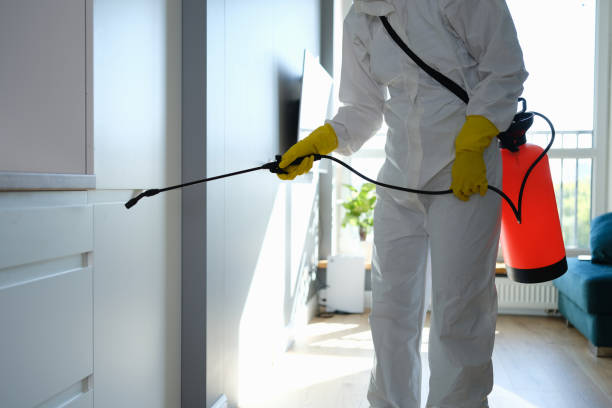 Best Black Mold Remediation in West Park, FL